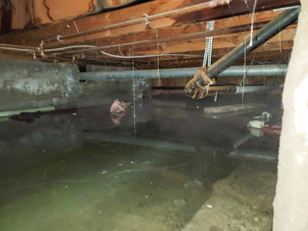 Best Water damage contractors near me  in Falmouth, KY
